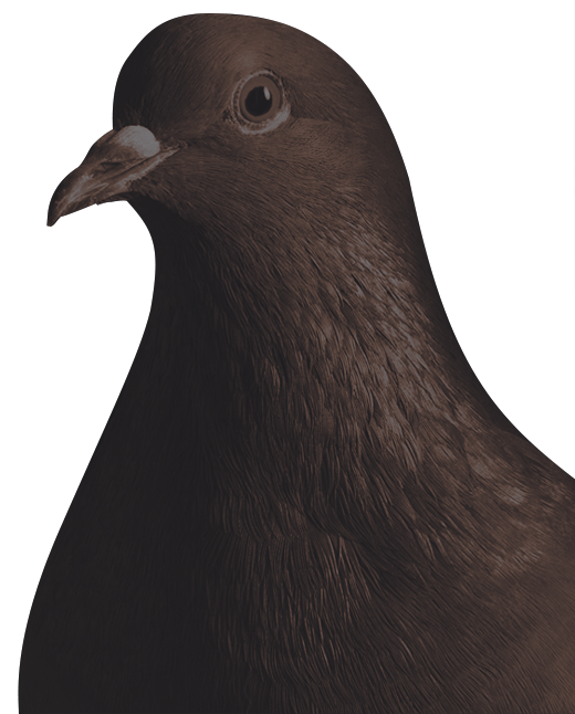 Image of pigeon and wildlife control services.