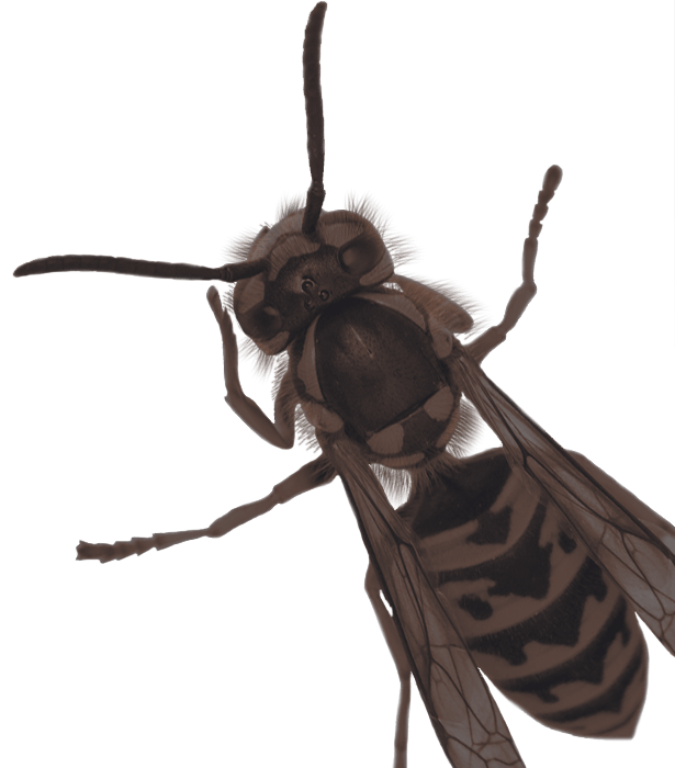 Image of wasp and insect control services.